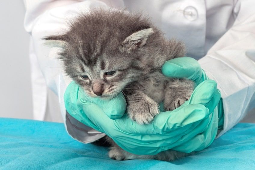 wrodzona niedoczynność tarczycy u kota-min.jpg