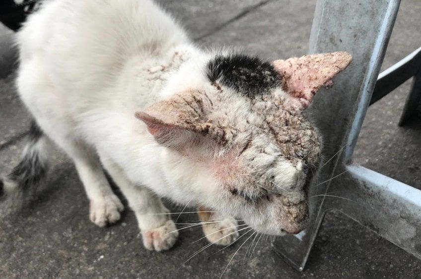 wtórna niedoczynność tarczycy u kota-min.jpg