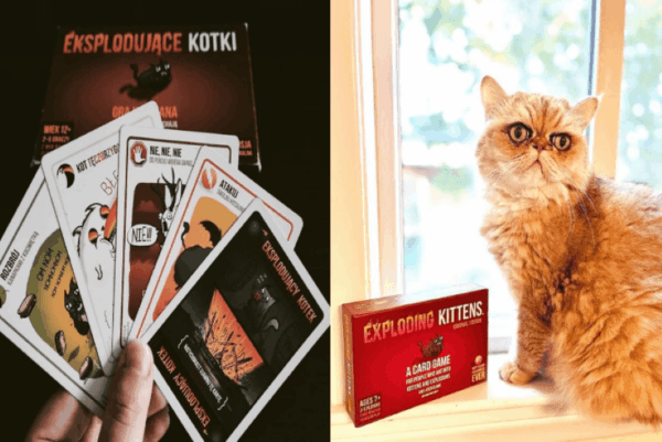 gra karciana z kotami