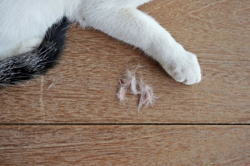 kotu łysieją łapy