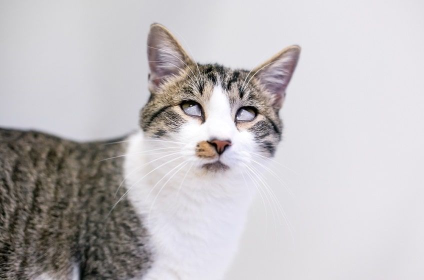 trzecia powieka kota zdjęcia