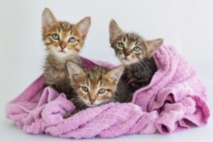 wyrzucił młode kotki przez balkon