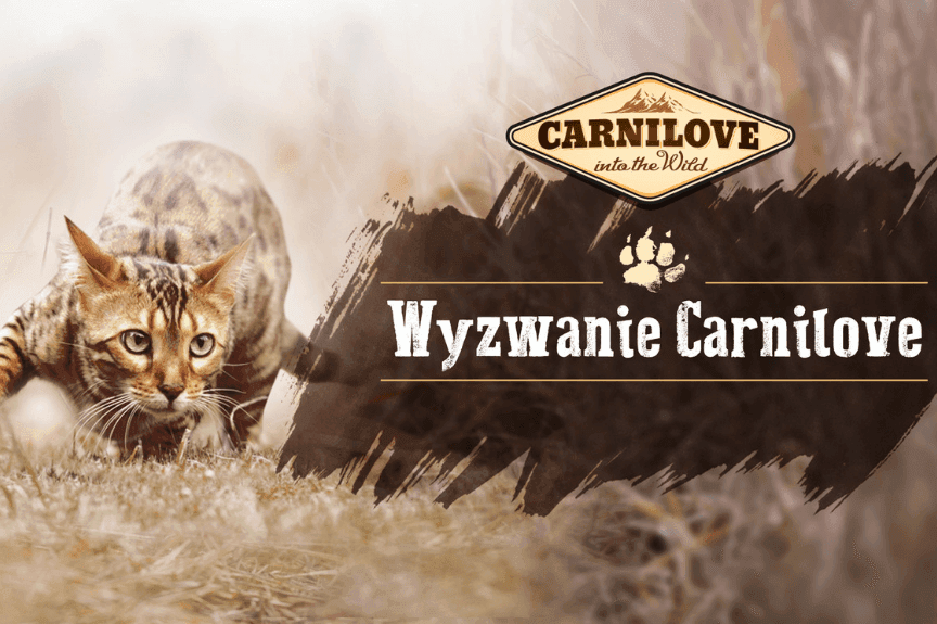 wyzwanie carnilove