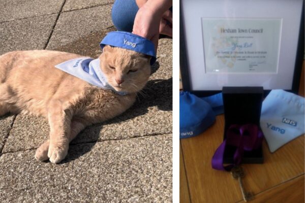 kot wita pacjentów szpitala