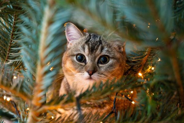 za co koty kochają święta