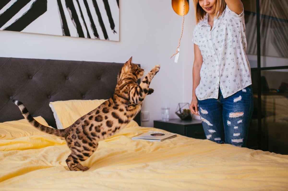dlaczego nie powinieneś bawić się z kotem na łóżku
