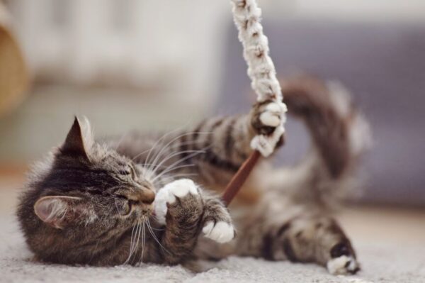 zabawa-z-kotem-polowanie-864x575 (1).jpg