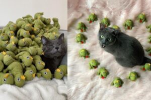 mochi żabia-królowa