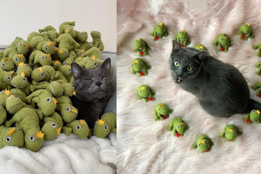 mochi żabia-królowa