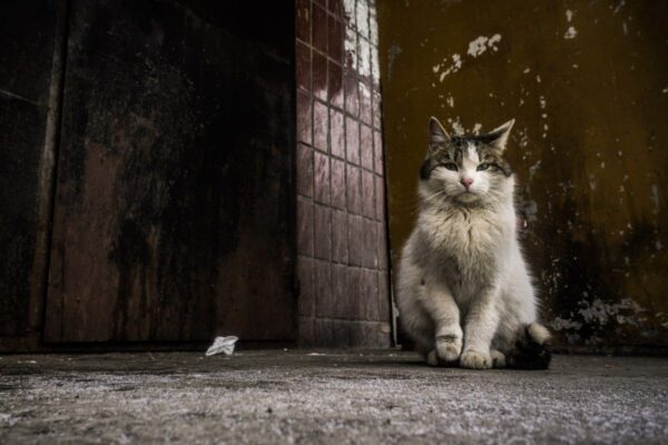 zabił kota młotkiem