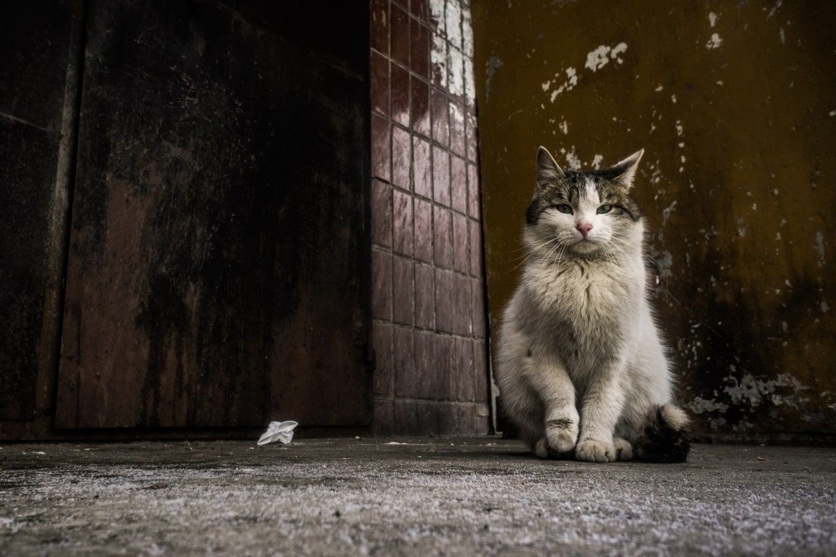 zabił kota młotkiem