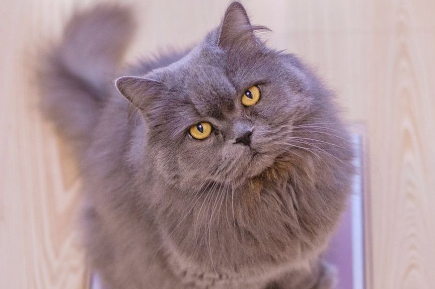 o co zapytałby cię kot