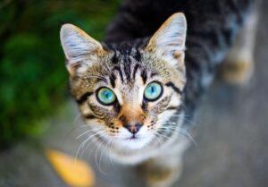 kot przyniósł narkotyki