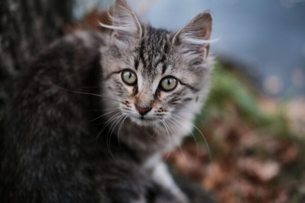 zagubione koty podczas powodzi