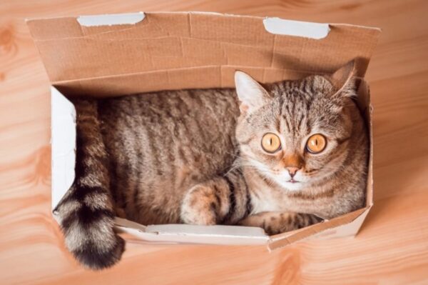 kot musi przyjść na dietę