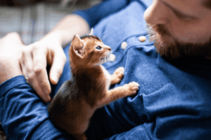 zanim zostaniesz opiekunem kota