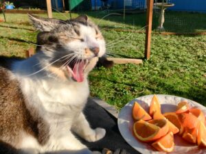 zapachy odstraszające koty