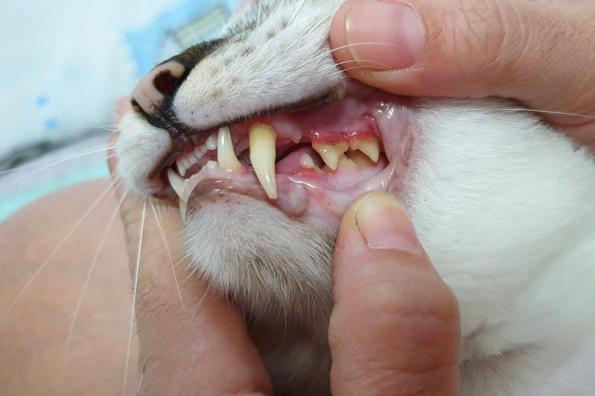 zapalenie dziąseł u kota