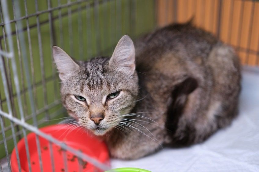 zapalenie trzustki kota-min.jpg