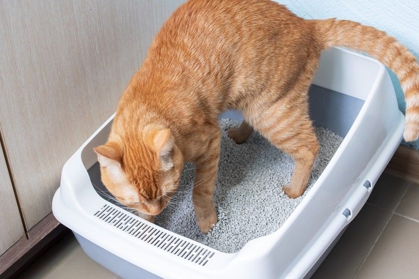 zaparcia u kota-min.jpg