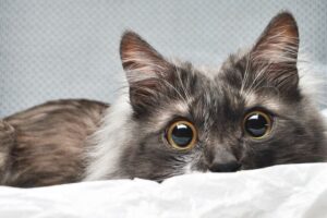 kot zniszczył obraz