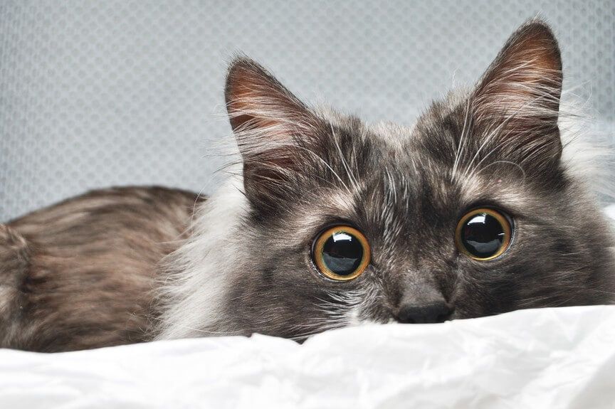 kot zniszczył obraz