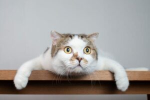 zaskoczenia w żywieniu kotów