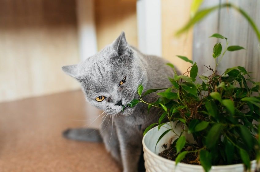 zatrucie u kota-min.jpg