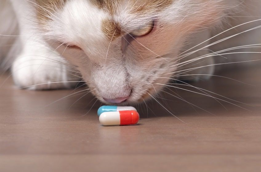 zatrucie wątroby u kota(1)-min.jpg