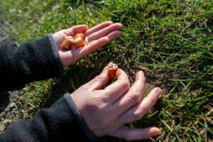 ktoś rozrzuca na ulicach trutki na koty i psy