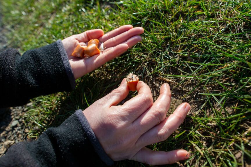 ktoś rozrzuca na ulicach trutki na koty i psy