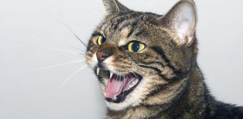 dlaczego kot syczy