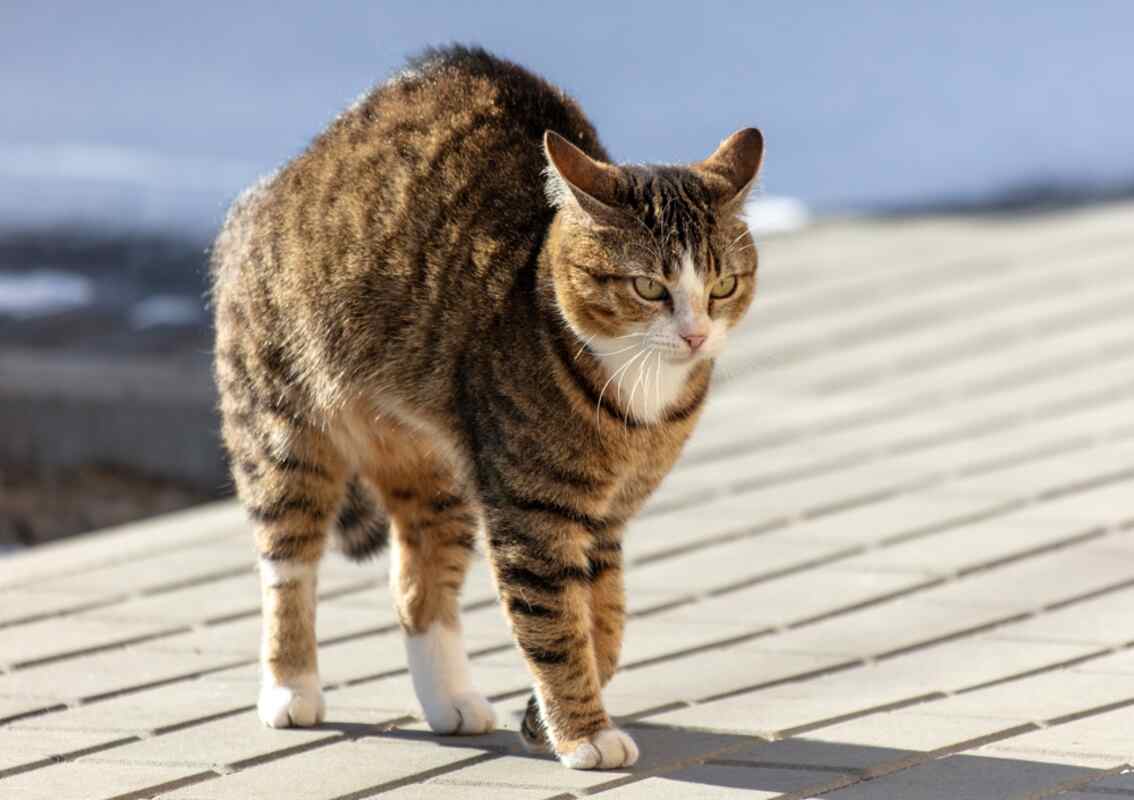 zespół falującej skóry