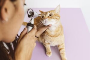 zespół suchego oka u kota