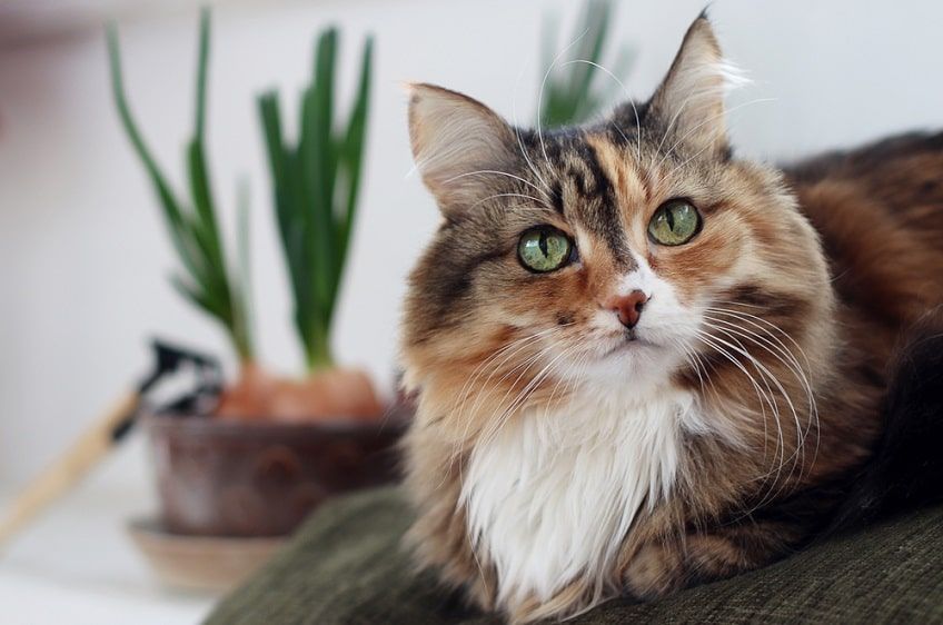 zielone oczy kota-min.jpg