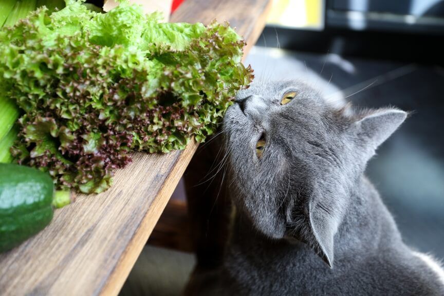 zielone przysmaki dla kota