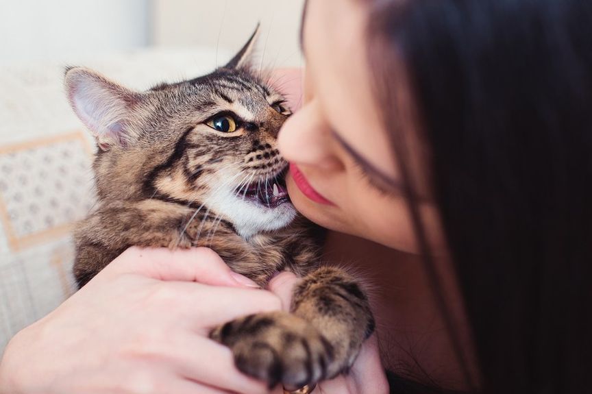 jakich ludzi nie lubią koty