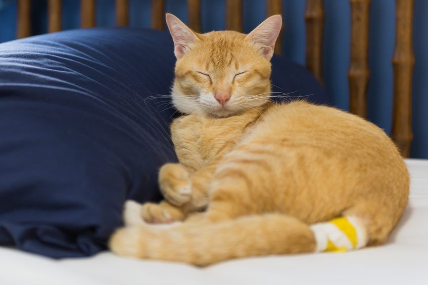 złamany ogon u kota