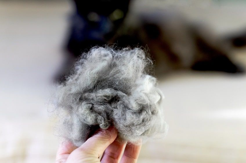 złośliwość kota-min.jpg