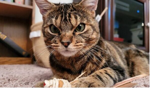 Zły kot o imieniu Giggles udowodni dziś wszystkim internautom, że nie można oceniać książki po okładce! Poznaj jego historię!