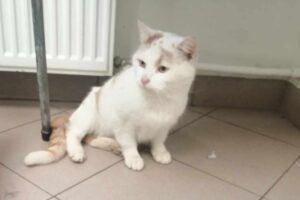 Płock: zmarznięty kot błąkał się po ulicy