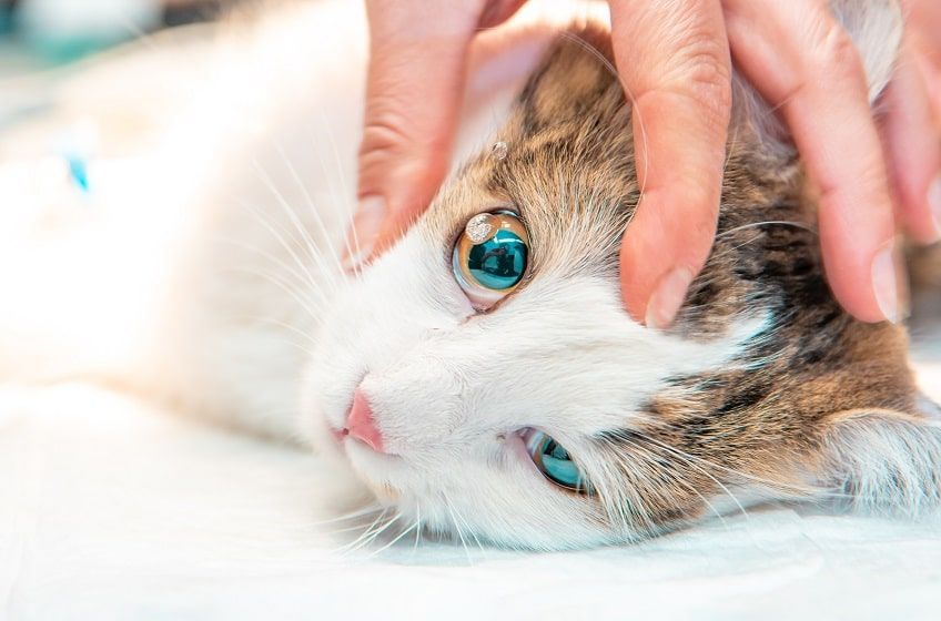 zmiana koloru oczu u kota 2-min.jpg