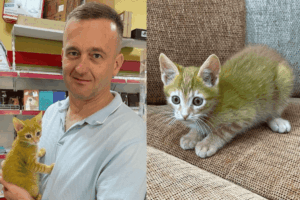 znalazl zielonego kota