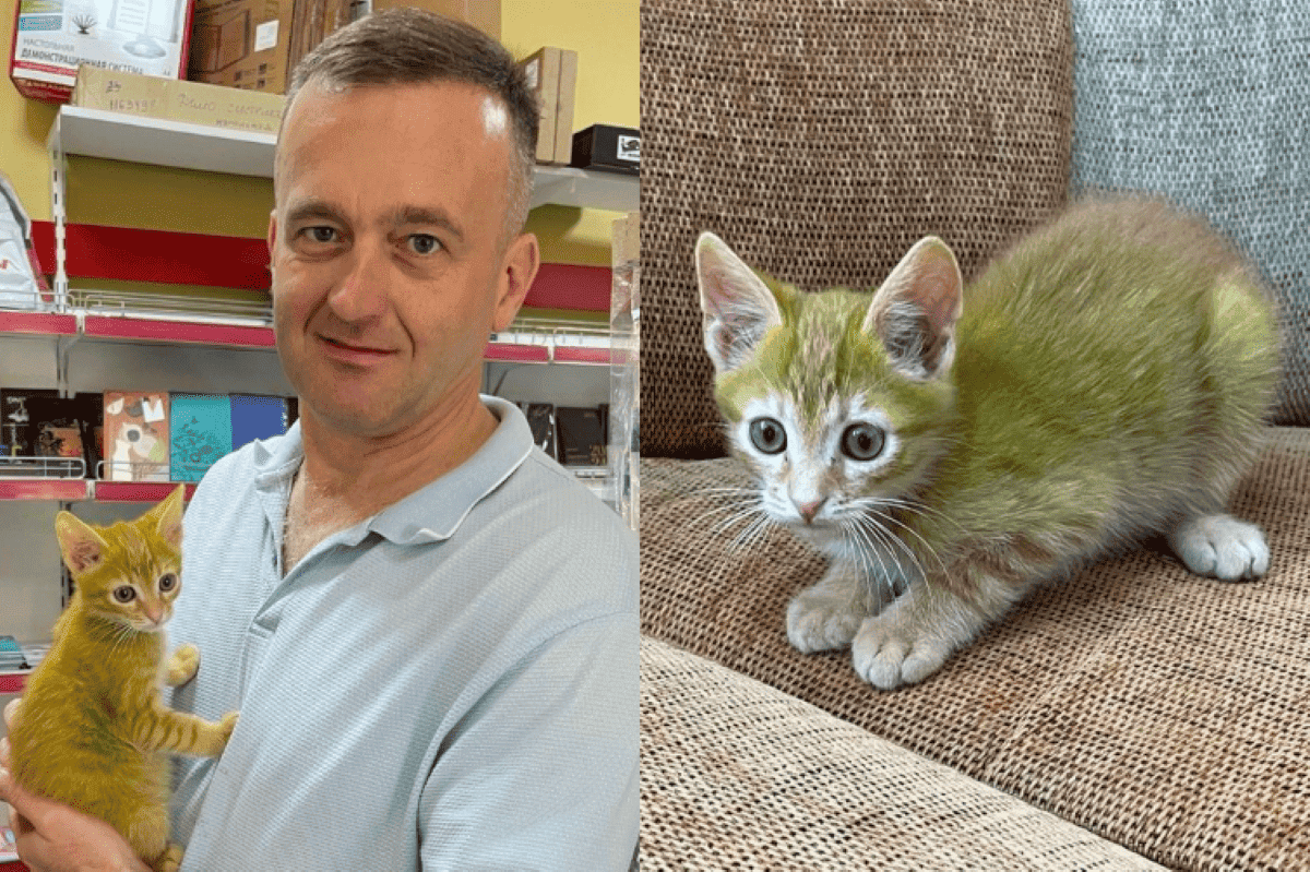 znalazl zielonego kota