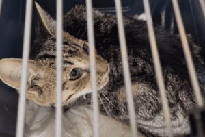 znaleziono zwłoki mężczyzny i dwóch kotów