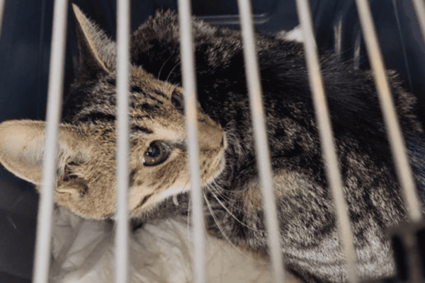 znaleziono zwłoki mężczyzny i dwóch kotów