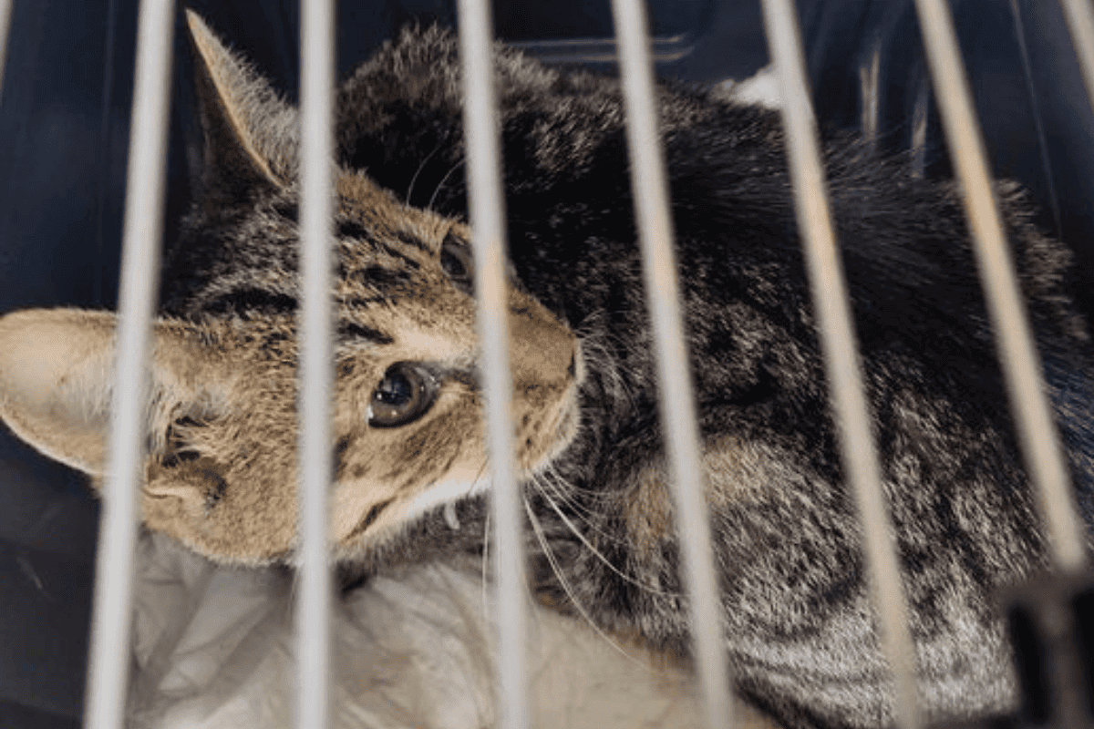 znaleziono zwłoki mężczyzny i dwóch kotów