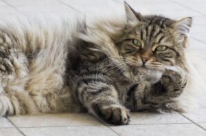 kot nie reaguje na wołanie