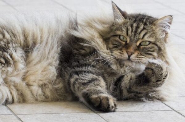 kot nie reaguje na wołanie