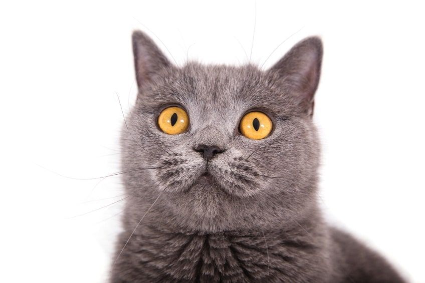 żółte oczy kota-min.jpg